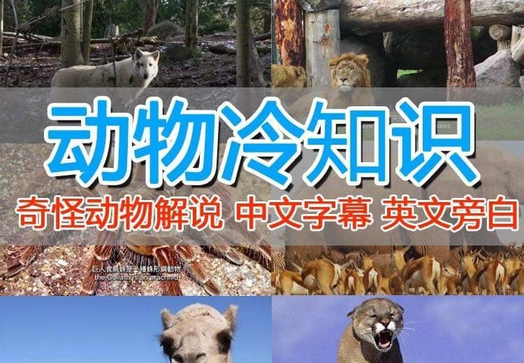 外面卖1699的国外纪录片解说（动物解说、美食、动画片）稳过中视频副业工作-副业资源站-副业项目-创业项目-搞钱项目个人副业工作资源分享